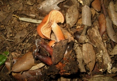 Lactarius atlanticus