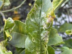 Phyllocnistis citrella