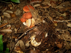 Lactarius atlanticus