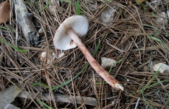 Lepiota sublaevigata