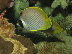 Chaetodon adiergastos