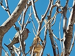 Haemorhous mexicanus