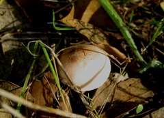 Lepiota sublaevigata