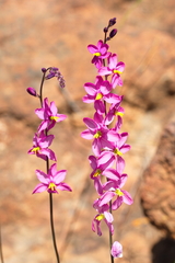 Ixia scillaris scillaris