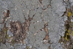 Punctelia missouriensis