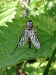 Rhagio