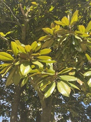 Magnolia grandiflora
