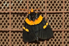 Egybolis vaillantina