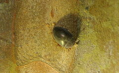 Zopheridae