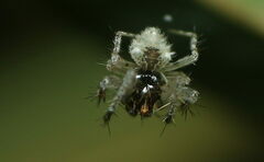 Eriovixia