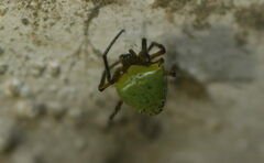 Araneus viridiventris