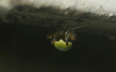Araneus viridiventris
