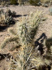 Cylindropuntia sanfelipensis