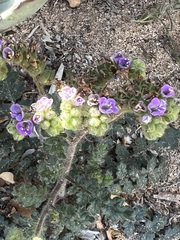 Phacelia crenulata minutiflora
