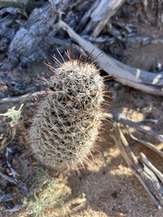 Mammillaria hutchisoniana