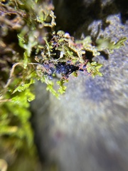 Linopenthaleus irki