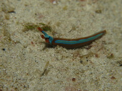 Thuridilla lineolata