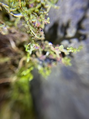 Linopenthaleus irki