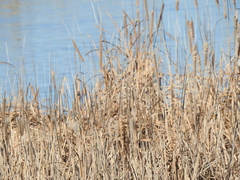 Typha angustifolia