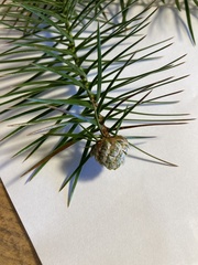 Cunninghamia lanceolata