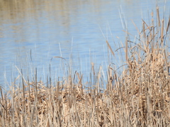 Typha angustifolia