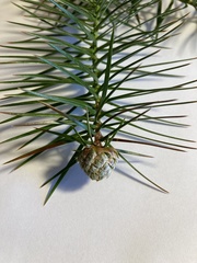 Cunninghamia lanceolata