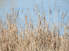 Typha angustifolia