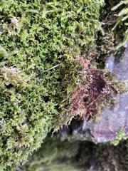 Linopenthaleus irki