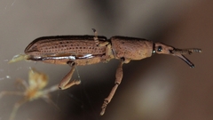 Brentinae