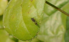 Eucharitidae