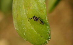 Eucharitidae
