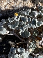 Psathyrotes ramosissima