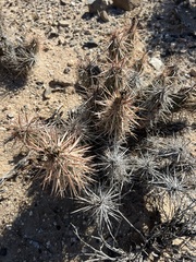 Grusonia kunzei