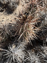 Grusonia kunzei