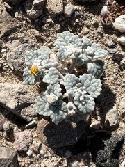 Psathyrotes ramosissima