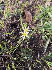 Toxicoscordion fremontii