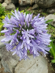 Agapanthus praecox