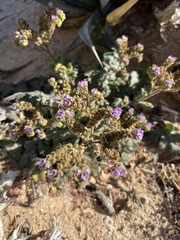 Phacelia crenulata