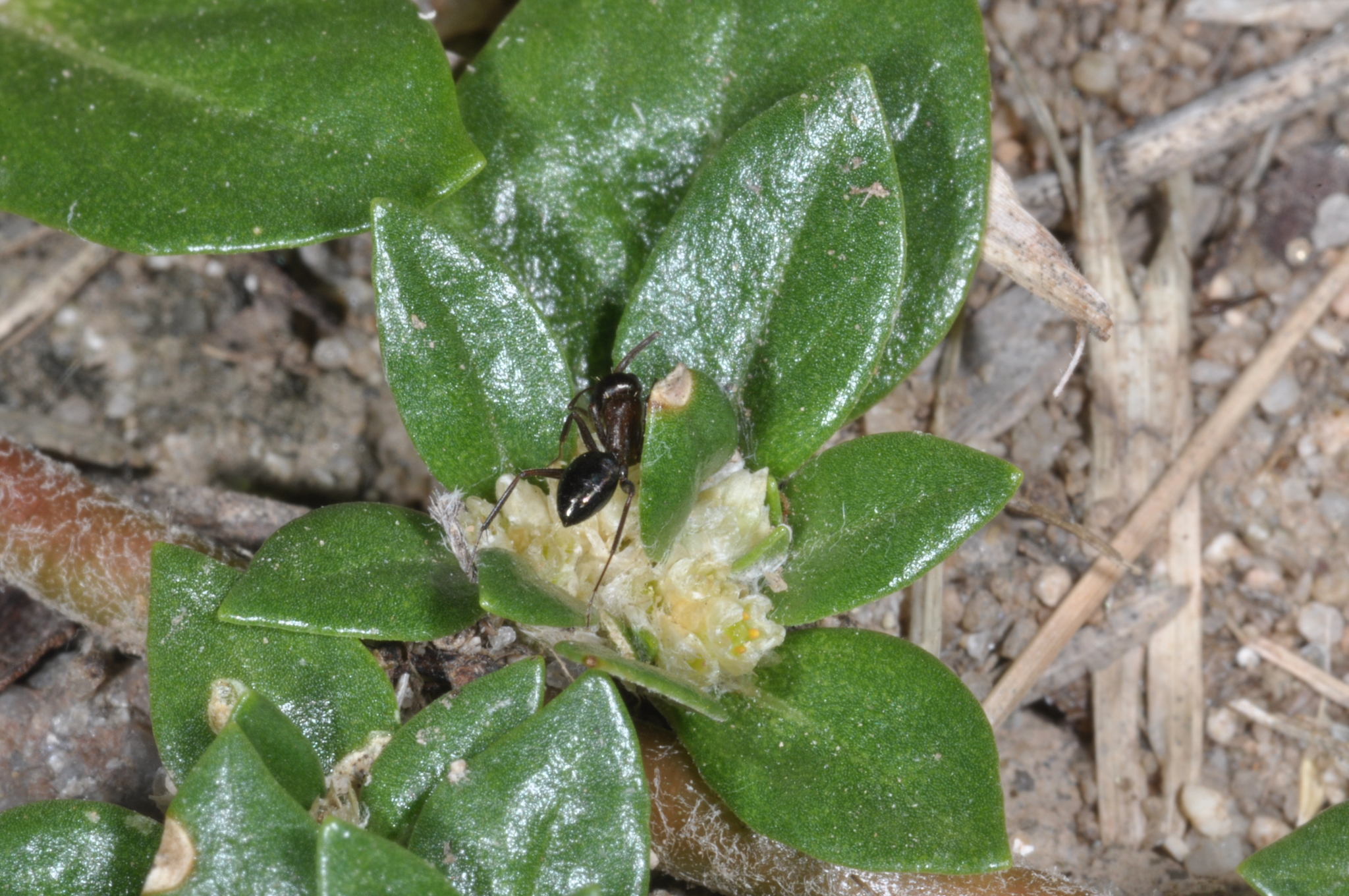 Camponotus nitens