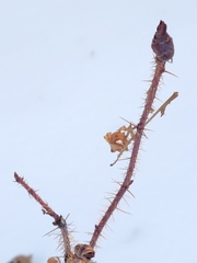 Rosa acicularis