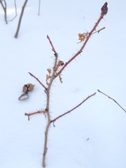 Rosa acicularis