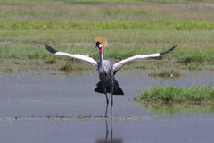 Balearica regulorum