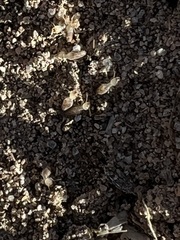 Termitinae