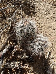 Mammillaria hutchisoniana