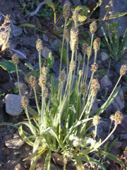 Plantago ovata