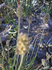 Plantago ovata
