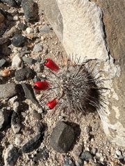 Mammillaria hutchisoniana
