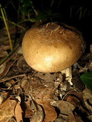 Scleroderma verrucosum