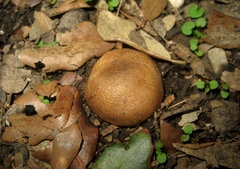 Scleroderma verrucosum
