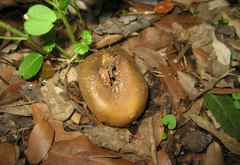 Scleroderma verrucosum